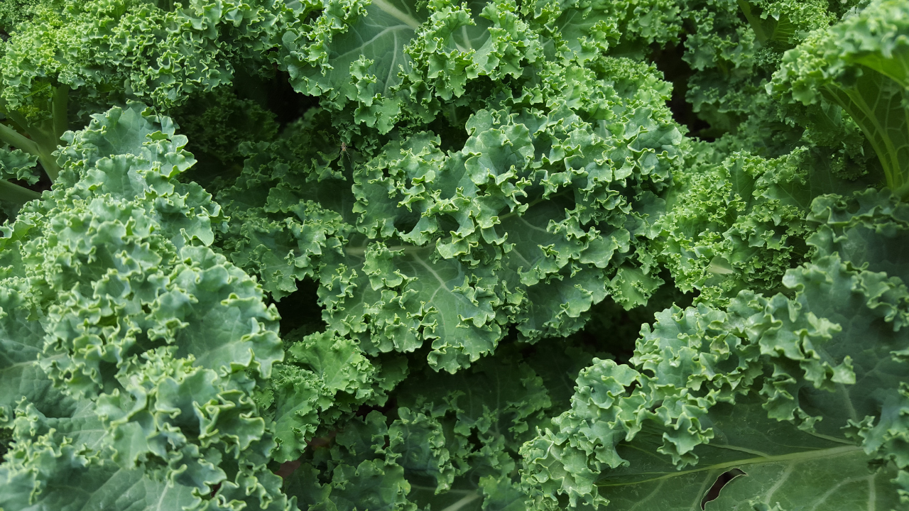 Leafy crisp kale