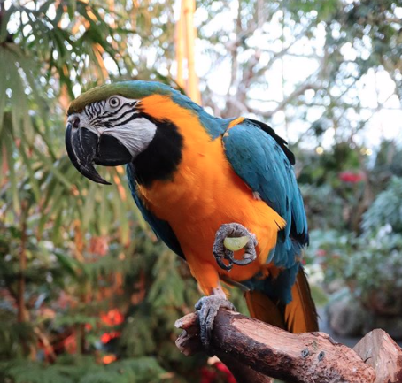 exotic bird at Bloedel conservatory 