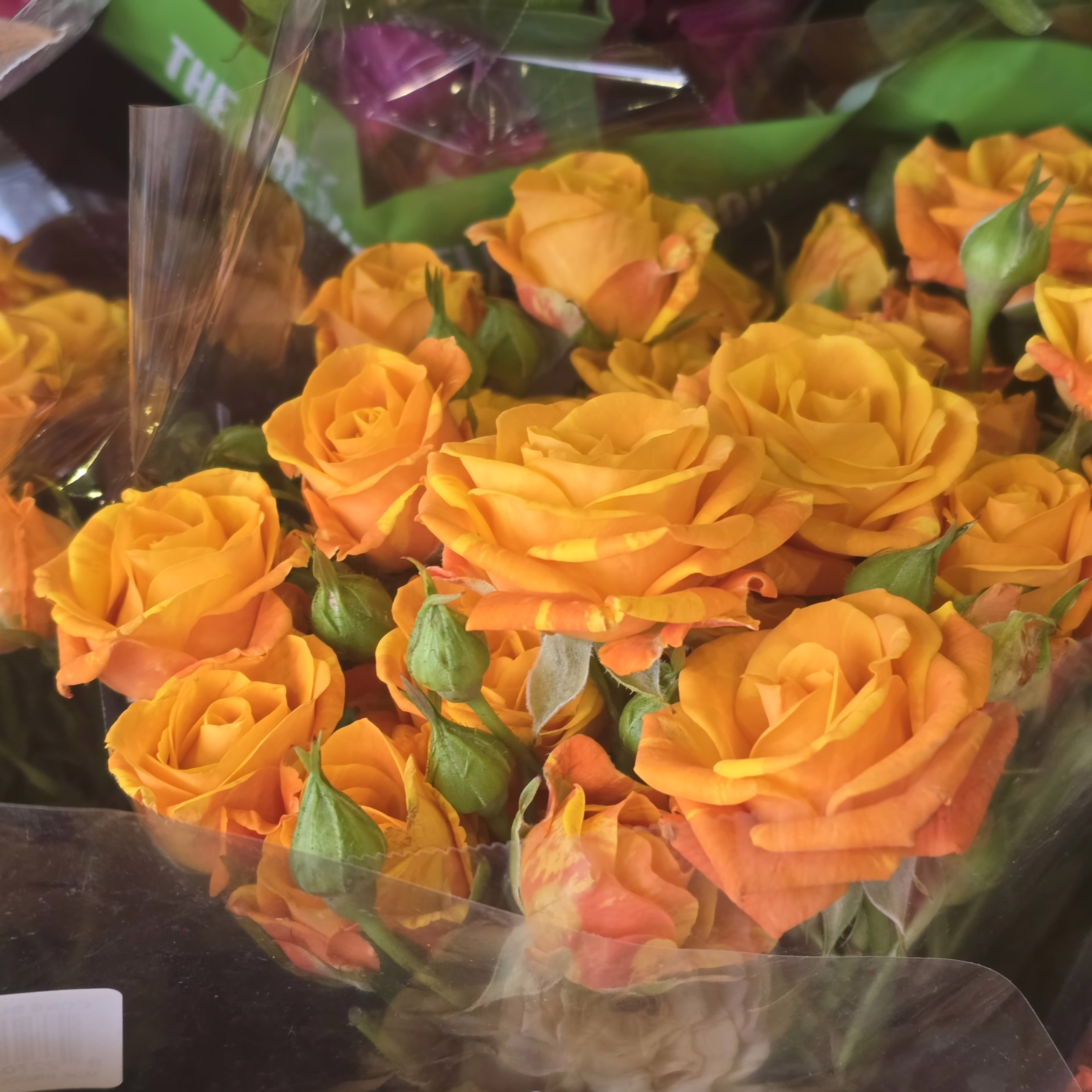 Orange-Color-Rose