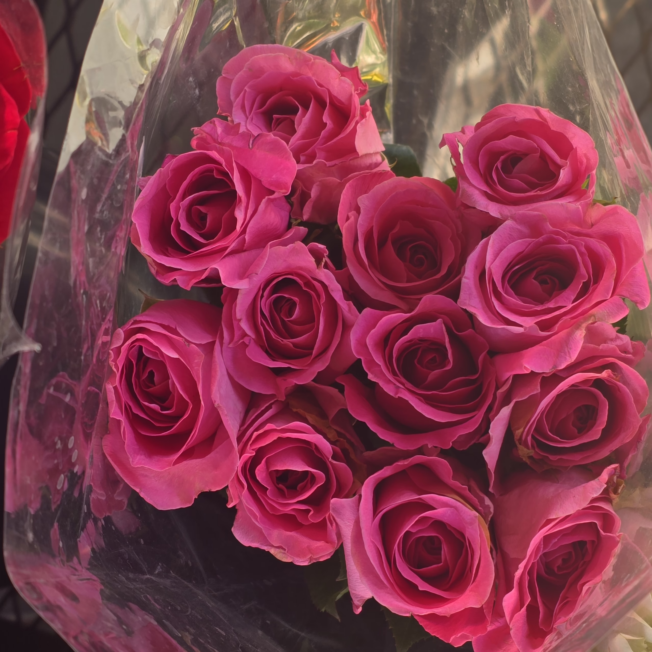 Pink-Roses#1